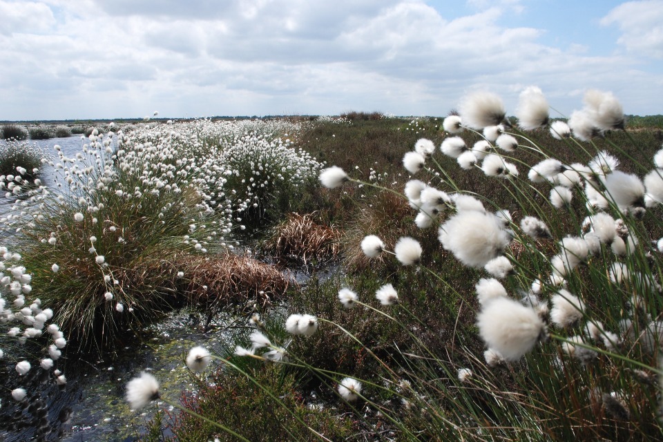 Imagem relacionada à notícia: Transformando a reserva natural do Humberhead com ‘neve do verão'