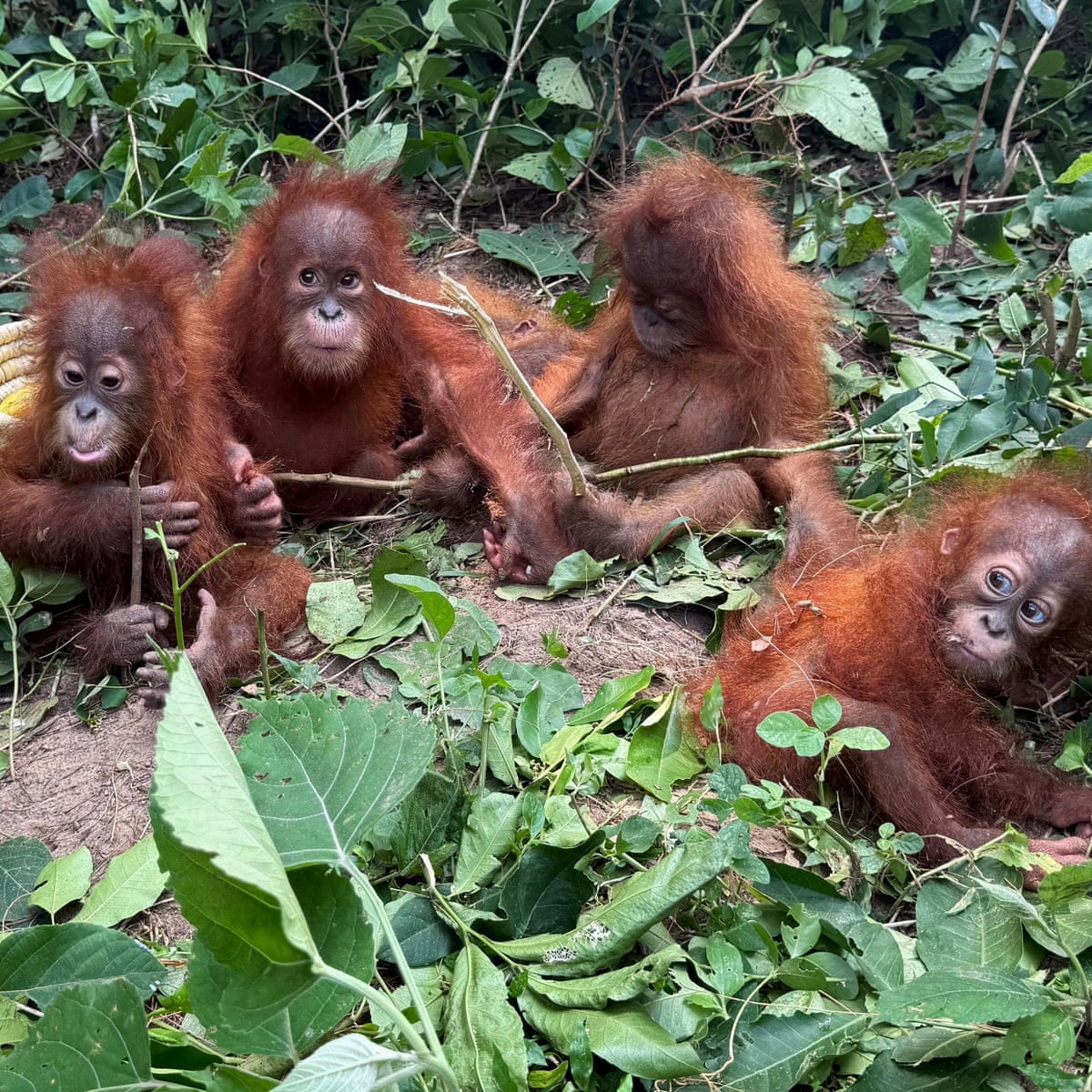 Bebês de orangotango encontrados na floresta na Índia desencadeiam investigação sobre tráfico