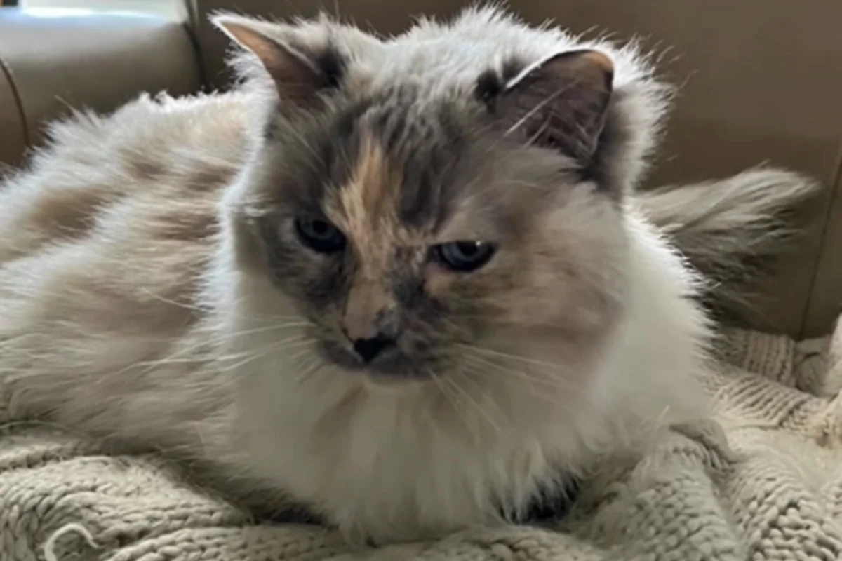 Família descobre que gata está viva 18 meses após levá-la para a eutanásia