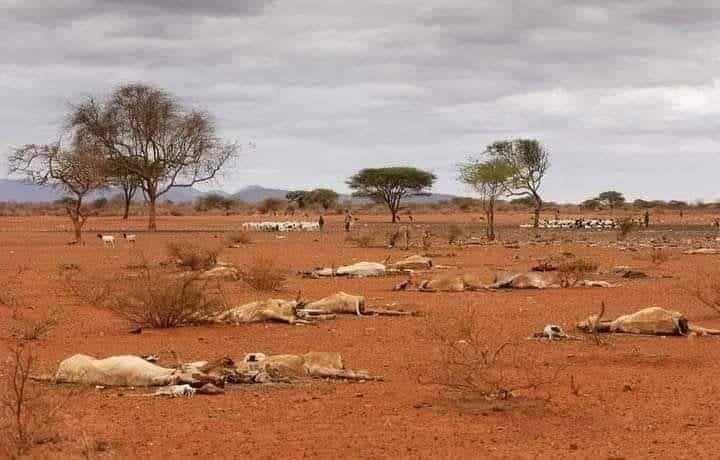 Mortes de gado ligadas à escassez de vacinas em meio a pastagens pobres no Darfur