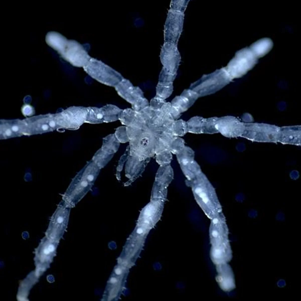 Nova espécie de aranha-marinha tem olhos vermelhos e pernas peludas