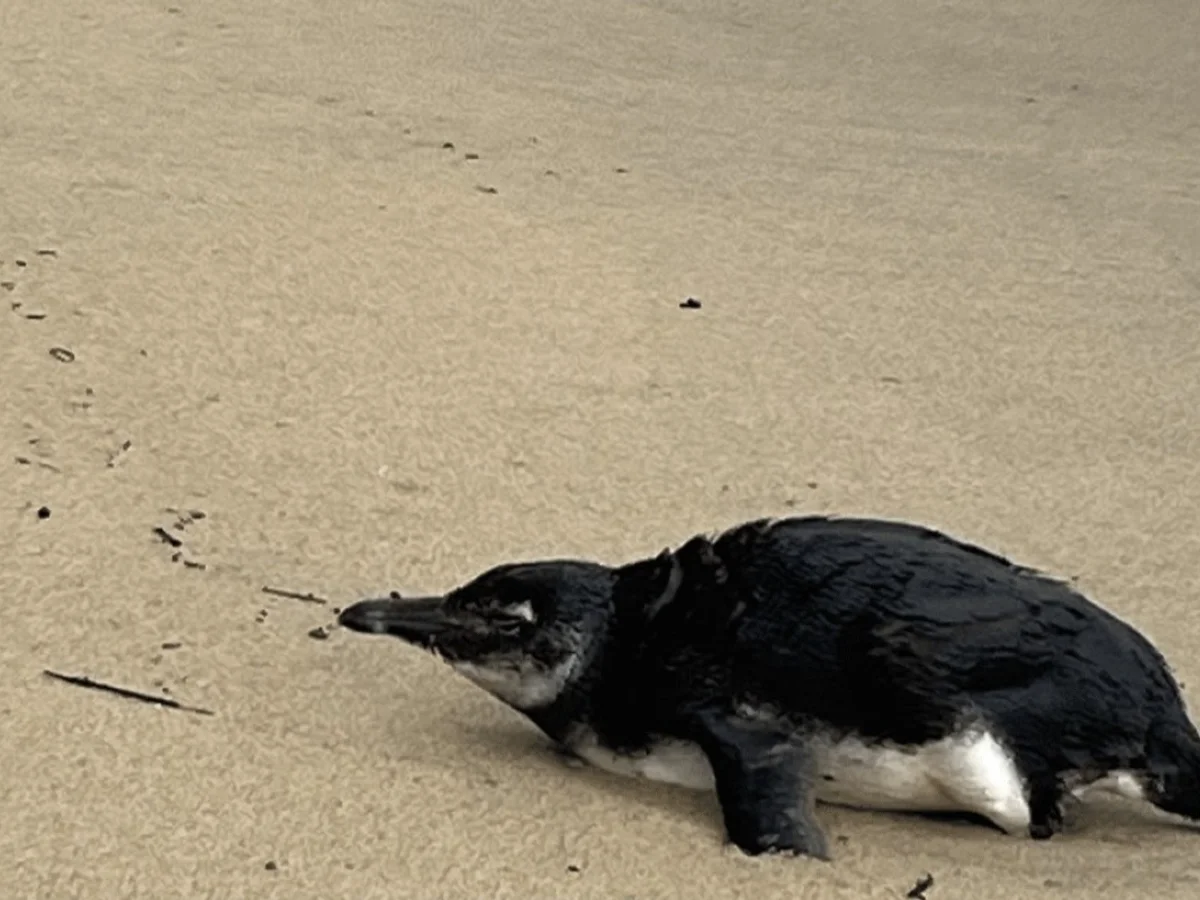 Pinguim-de-Magalhães é resgatado após encalhar em praia de Ilhabela
