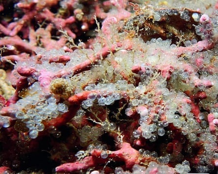 Herring egg spawn on pink coral-like marine life
