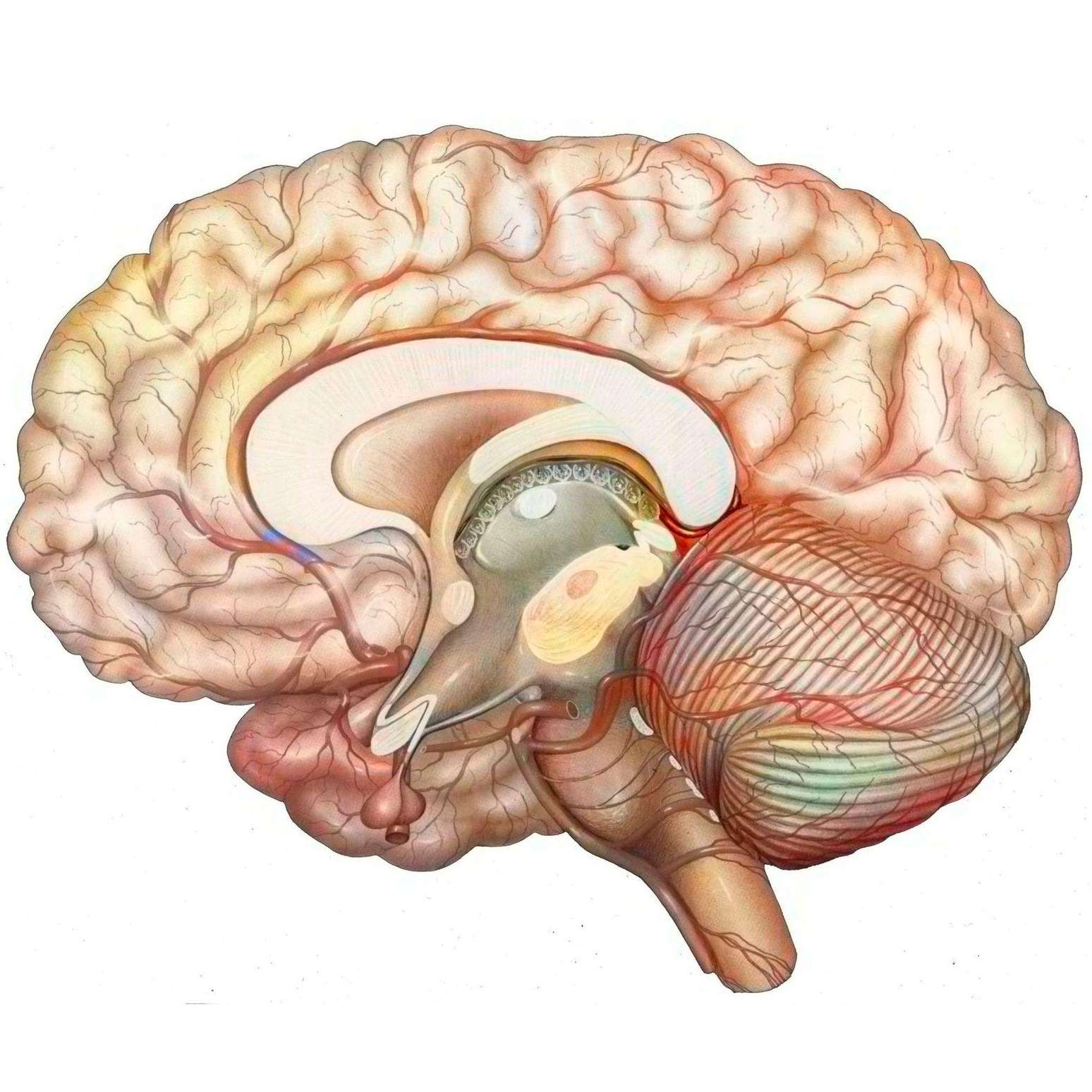 Estudos indicam que o tálamo, uma estrutura com formato oval localizada no centro do cérebro, seria a primeira região cerebral a ser desligada, quando alguém recebe anestesia geral.