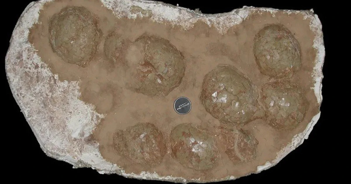 255 fragmentos de casca de ovo com 68 milhões de anos: onde foram encontrados esses ovos de dinossauro gigantes?