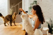 Petiscos para cães: veterinária explica quais opções oferecer e quando dar