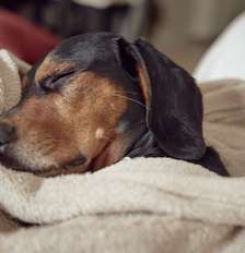 Saiba como confirmar se o cachorro está com febre? Foto: Freepik