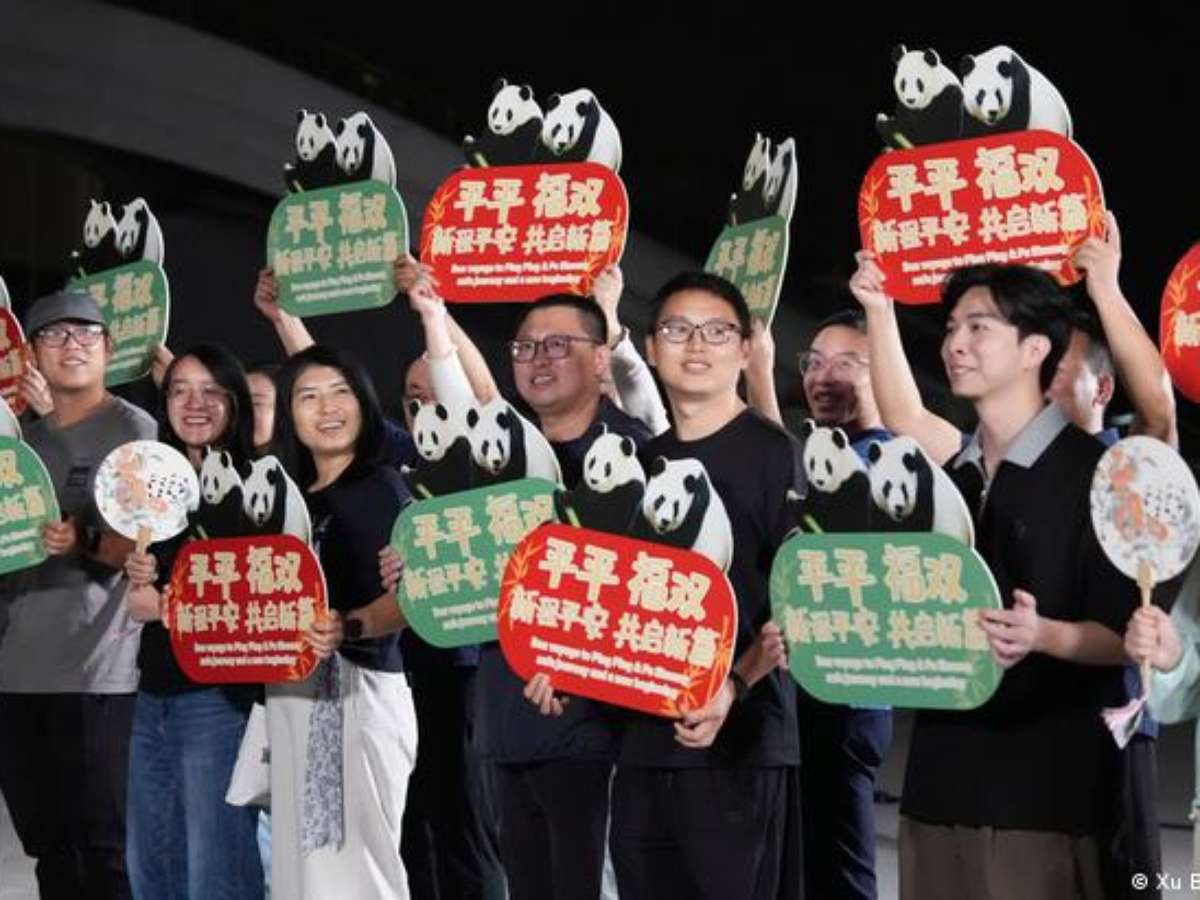 China envia dois pandas-gigantes para zoológico nos EUA