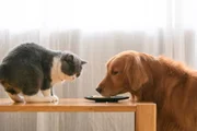 Manter a rotina ameniza o luto de cães e gatos após morte no ciclo social