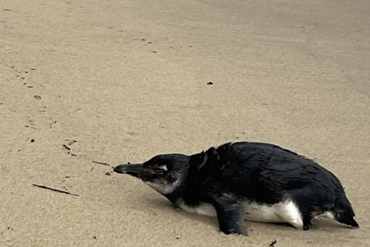 Pinguim-de-Magalhães (Spheniscus magellanicus) foi resgatado na Praia do Perequê, em Ilhabela - Metrópoles