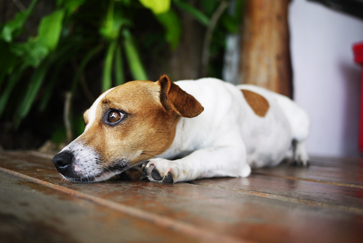 Manter a rotina ameniza o luto de cães e gatos após morte no ciclo social
