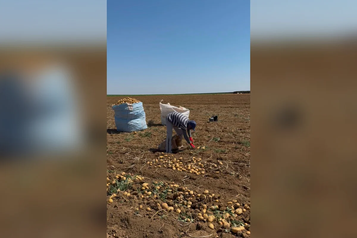 Imagem da matéria: Mais de 200 trabalhadores são resgatados de trabalho escravo em MG