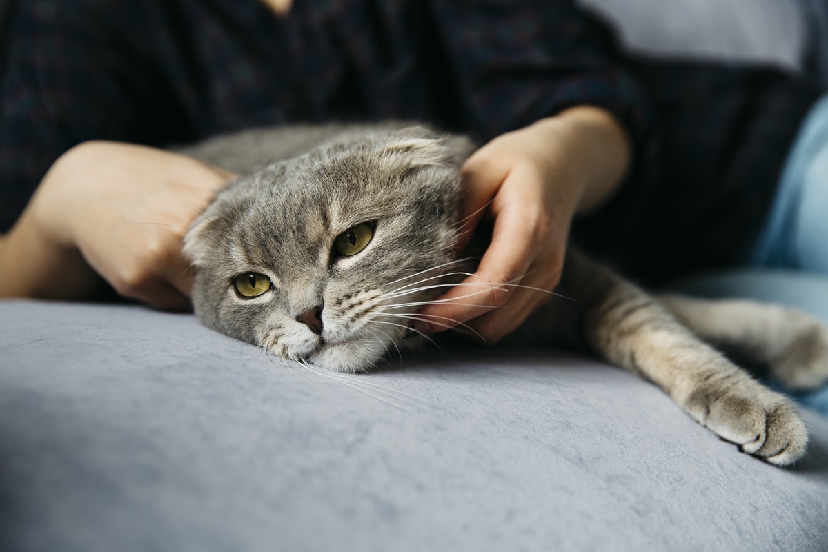 Manter a rotina ameniza o luto de cães e gatos após morte no ciclo social