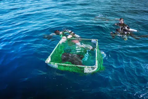Rare bowmouth guitarfish recorded in Singapore waters after 30-year absence