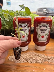 Tomate enfrenta mudanças no clima, e campo busca novas formas de adaptação