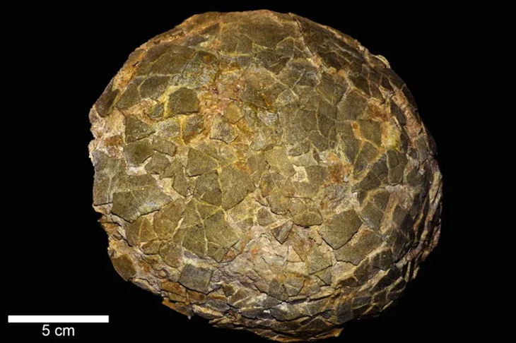 255 fragmentos de casca de ovo com 68 milhões de anos: onde foram encontrados esses ovos de dinossauro gigantes?