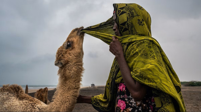 Camel: A miracle on four legs & nature’s gift to humanity