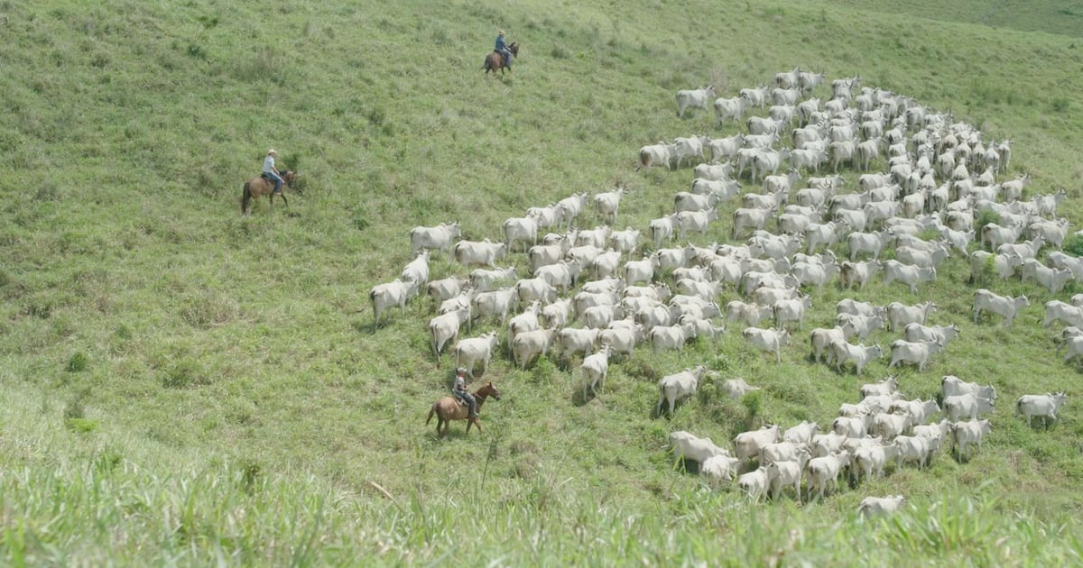 Fazenda em Alagoas completa 200 anos entre a tradição e o futuro da pecuária