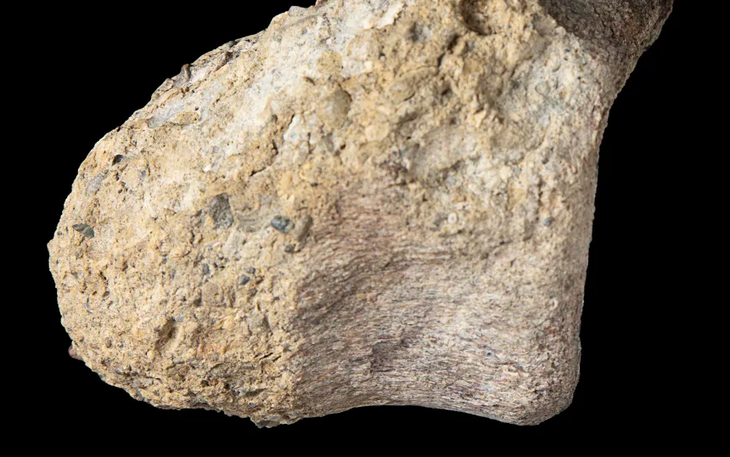 255 fragmentos de casca de ovo com 68 milhões de anos: onde foram encontrados esses ovos de dinossauro gigantes?