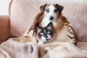 Manter a rotina ameniza o luto de cães e gatos após morte no ciclo social