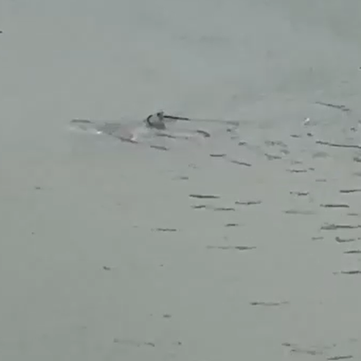 Tubarão é filmado nadando em rua alagada durante tempestade em Nova Jersey