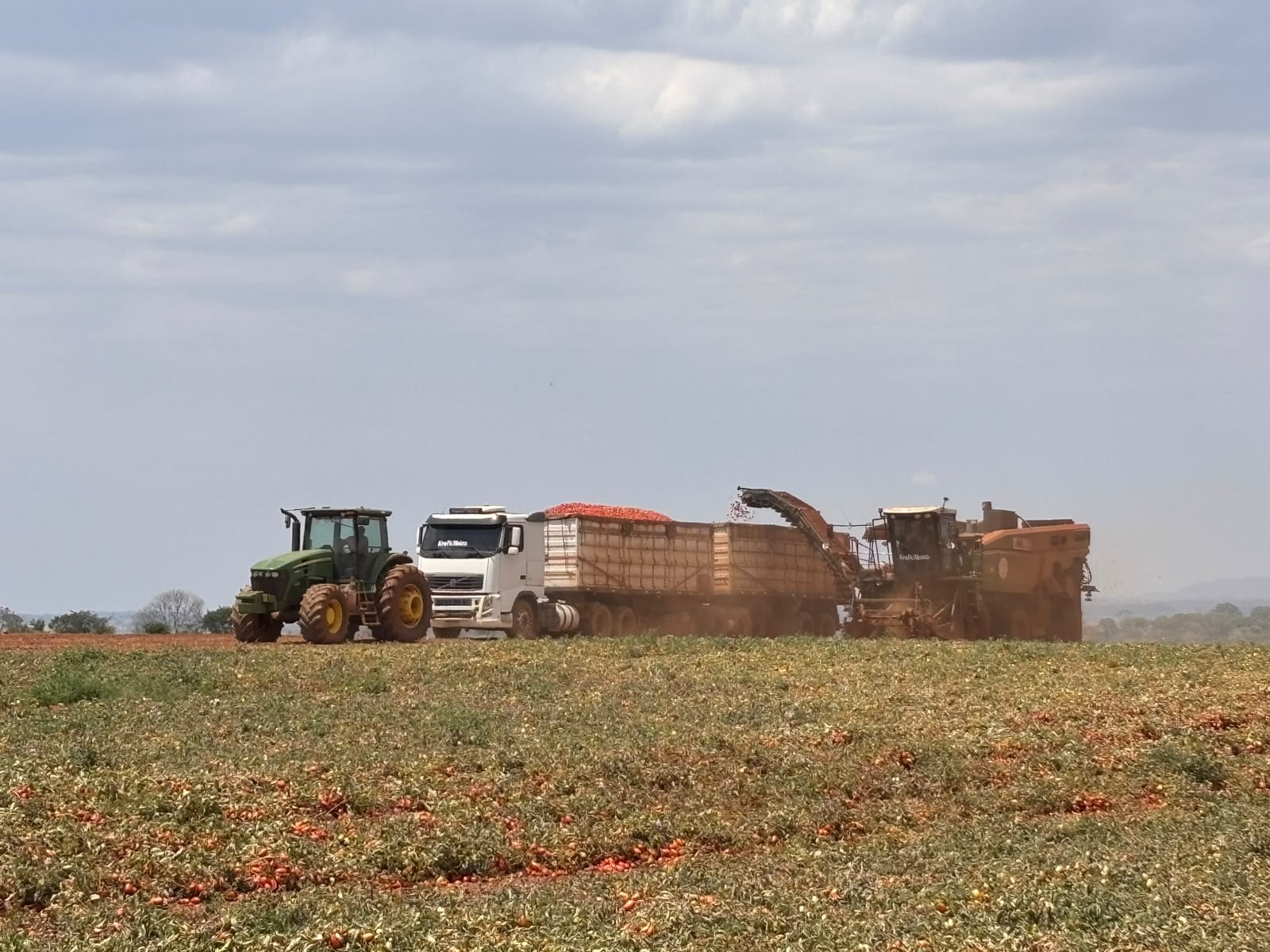 Um novo clima desafia a produção de tomate Foto: Arquivo pessoal