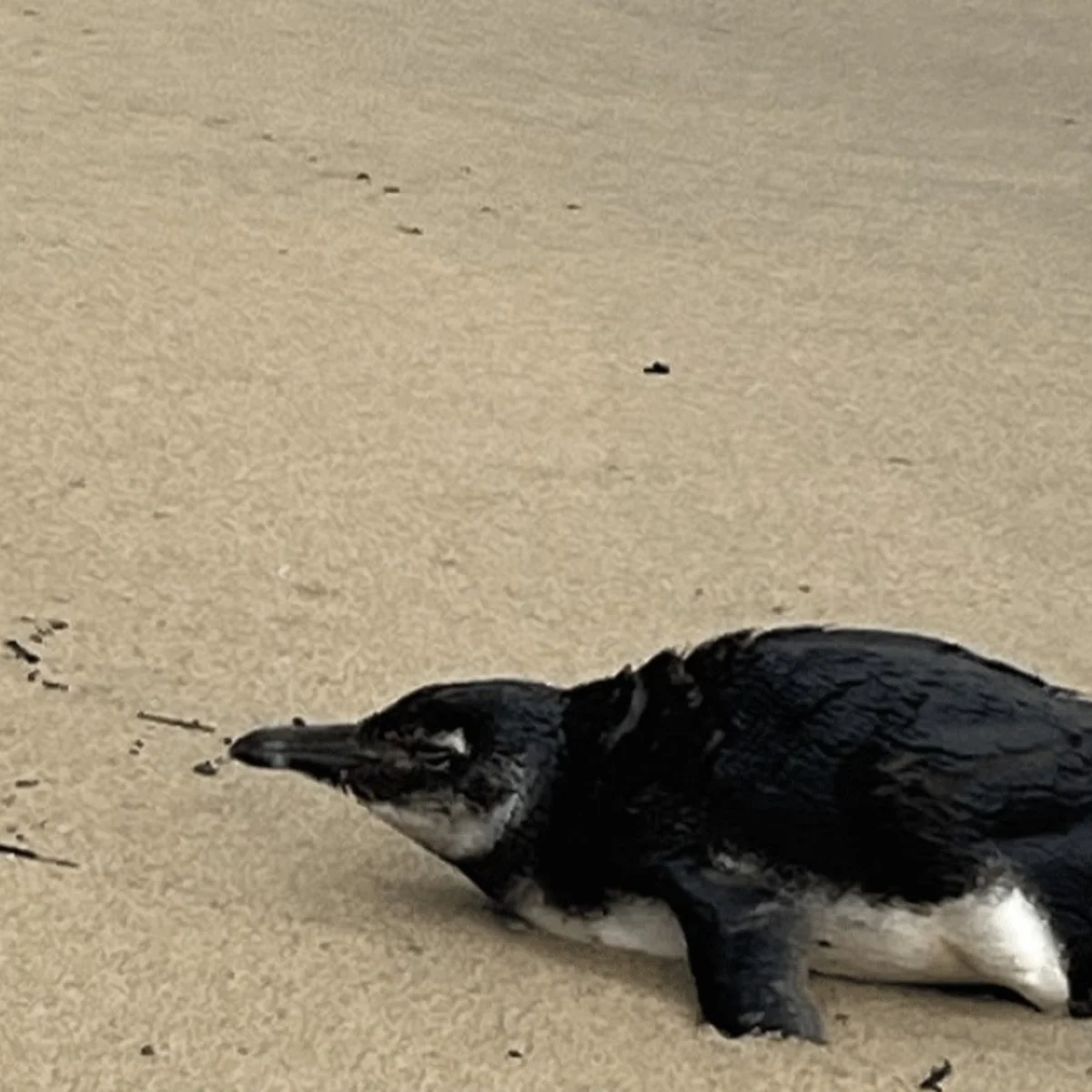 Pinguim-de-Magalhães é resgatado após encalhar em praia de Ilhabela