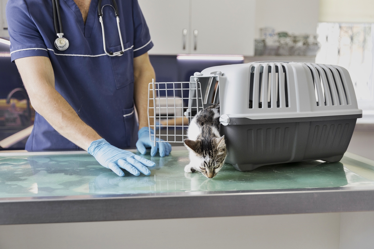 Família descobre que gata está viva 18 meses após levá-la para a eutanásia