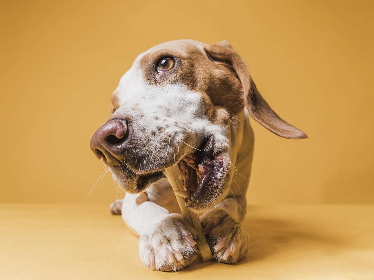 Seu cachorro lambe muito as patas? Comportamento pode indicar problema