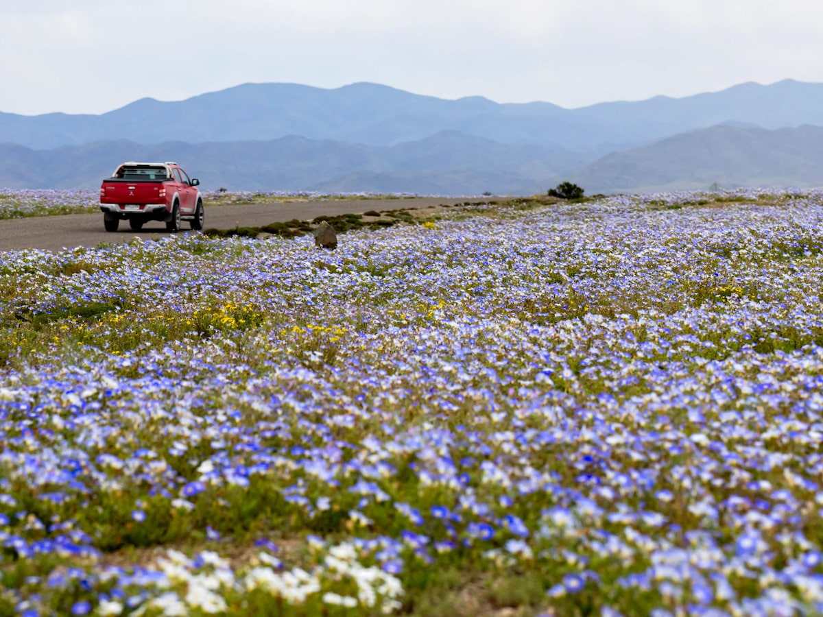 Deserto colorido: Atacama floresce após volume de chuva inédito provocado pelo El Niño; veja fotos