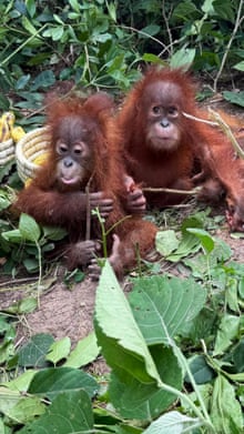 Bebês de orangotango encontrados na floresta na Índia desencadeiam investigação sobre tráfico