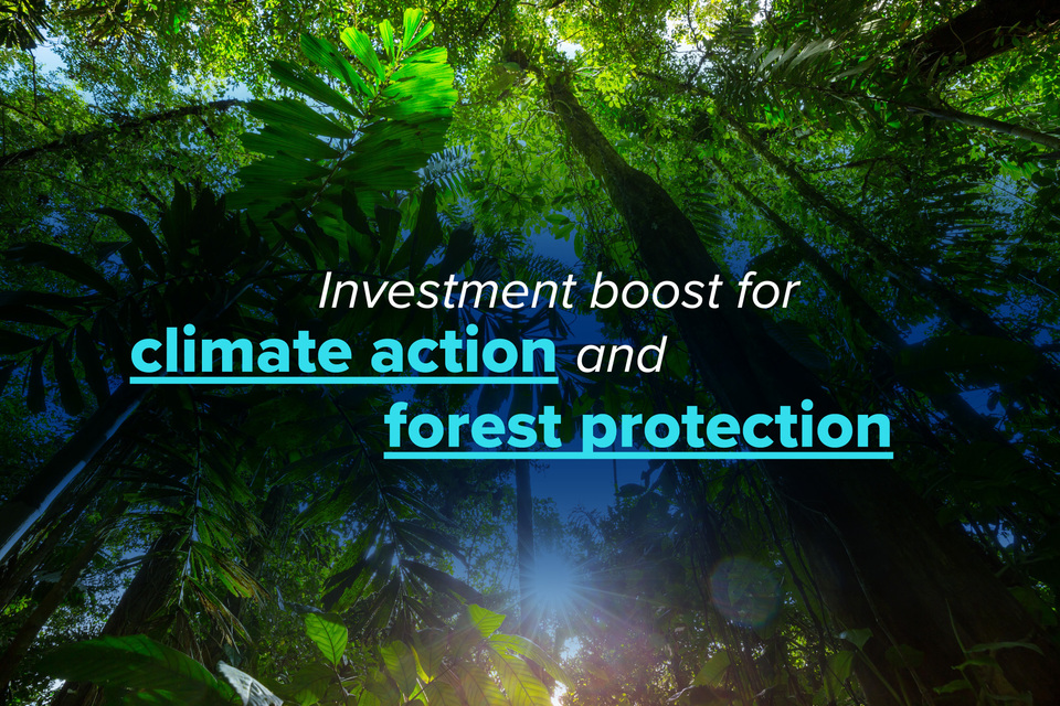 Imagem relacionada à notícia: Impulso de investimento para ação climática e proteção florestal
