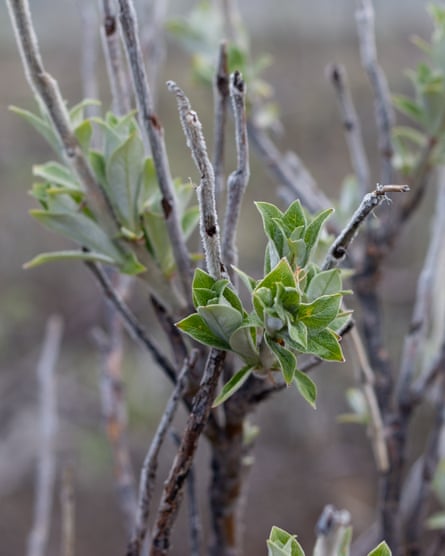 A feltleaf willow - a small sapling of a tree with sprouting green leaves