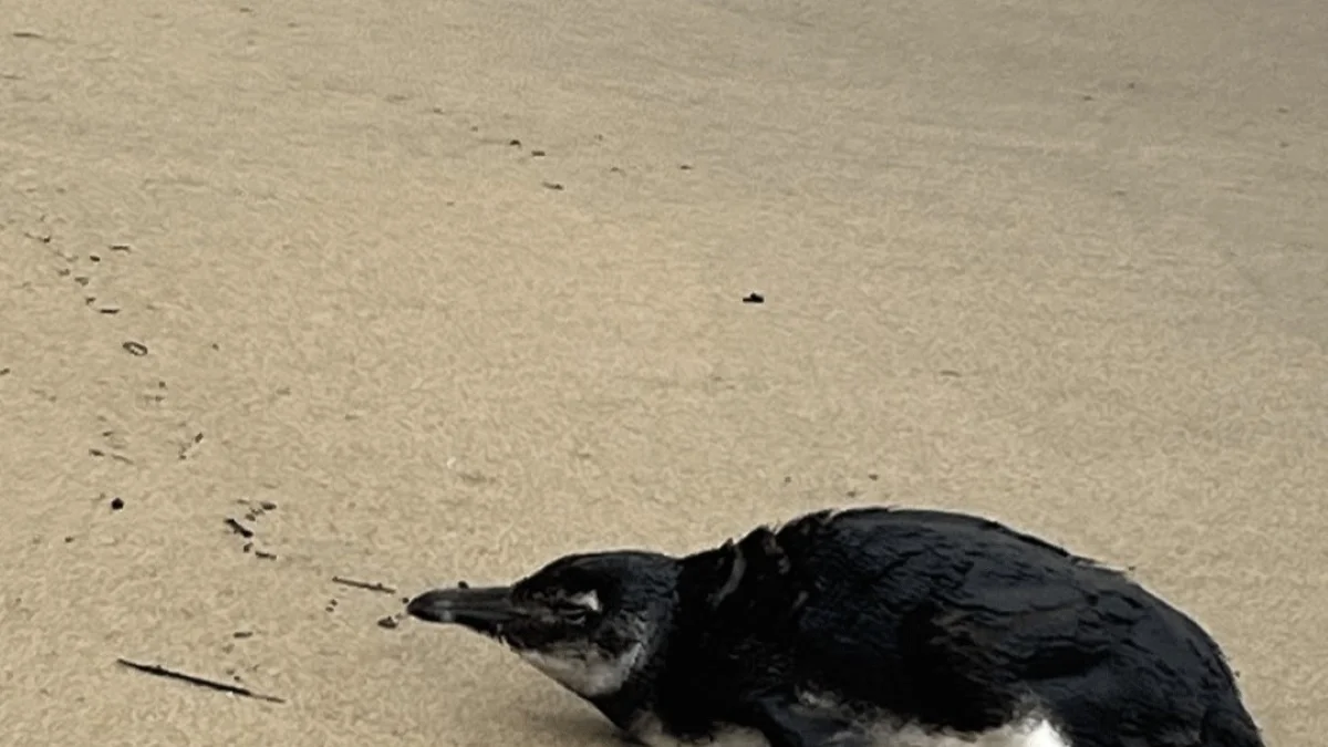 Pinguim-de-Magalhães é resgatado após encalhar em praia de Ilhabela