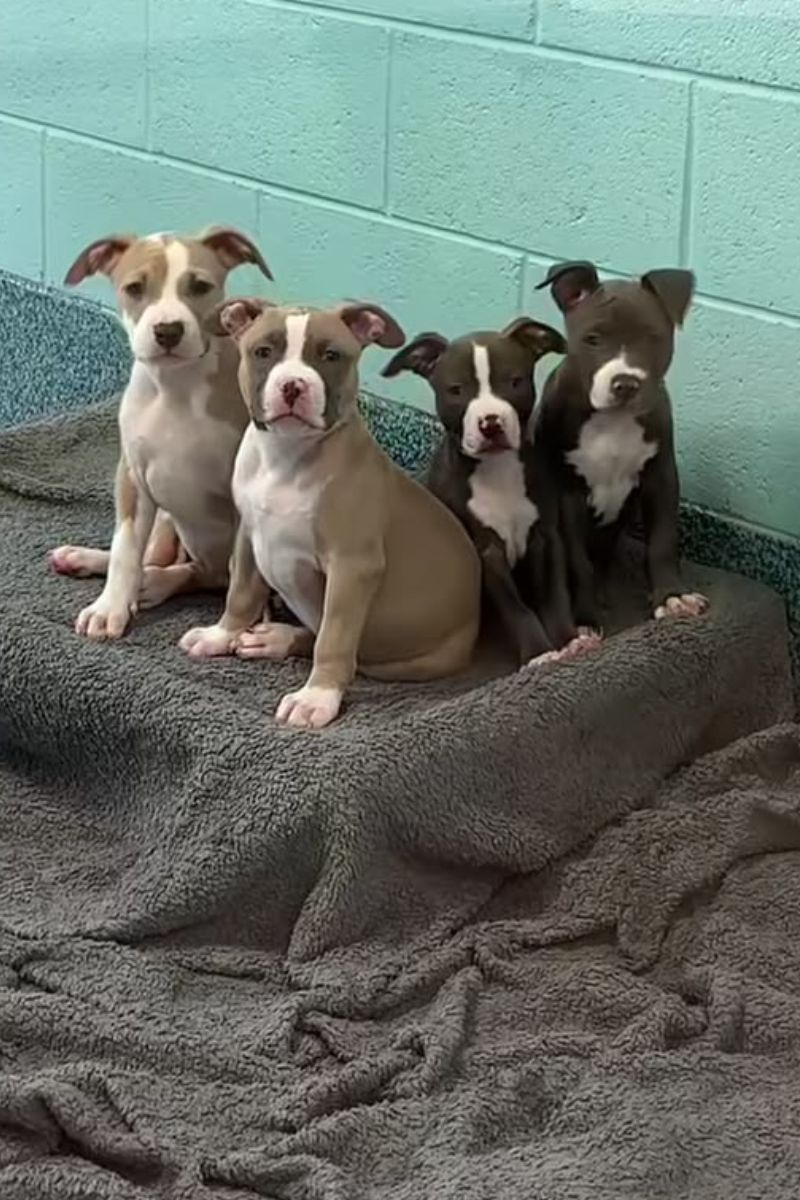 Filhotes de pit bulls ganham minichapéus para incentivar adoção e viralizam