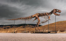 Một người ẩn danh bỏ ra 50 triệu đô mua bộ xương khủng long T-rex