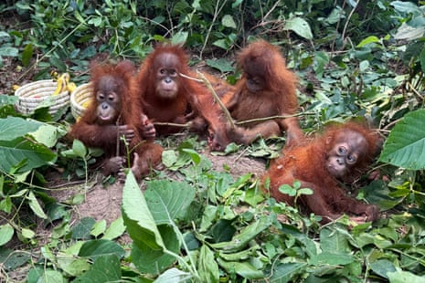 Four rescued baby orangutans sit among leaves and sticks in a forest clearing