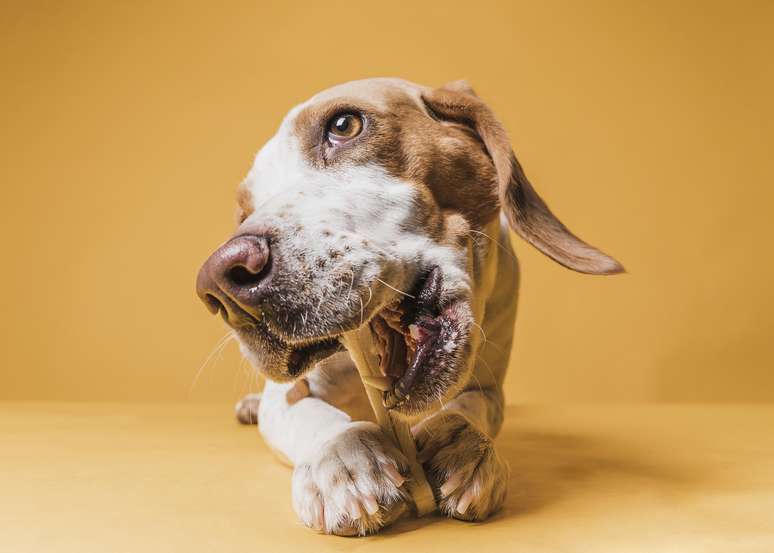 Seu cachorro lambe muito as patas? Comportamento pode indicar problema