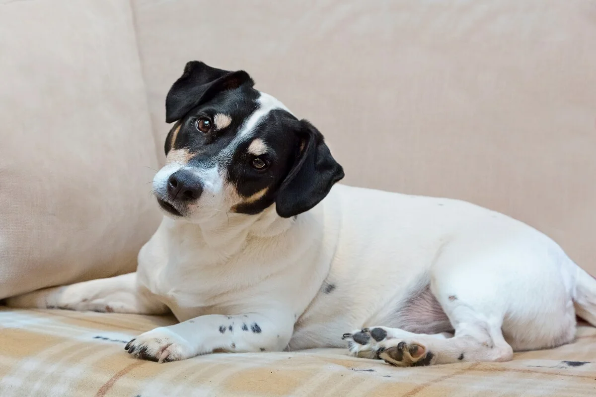 Cachorro com cabeça inclinada para ouvir tutores