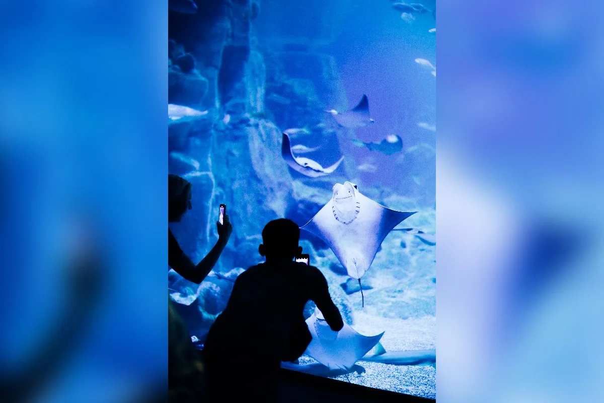 Visitantes capturando arraias em smartphones na exposição de um aquário.