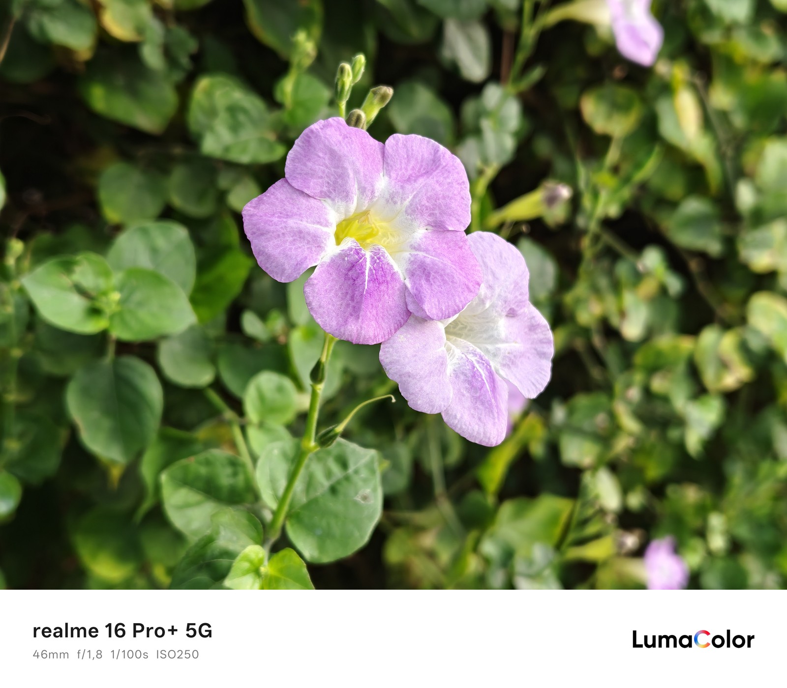 Flor roxa; foto tirada com o realme 16 Pro+ — Foto: Ana Letícia Loubak/TechTudo