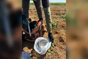 Das fiscalizações realizadas, mais da metade ocorreu em áreas rurais, onde 292 trabalhadores foram resgatados.