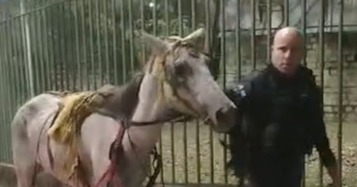 Cavalo é resgatado após ser encontrado ferido e sendo usado para transportar entulho no Rio
