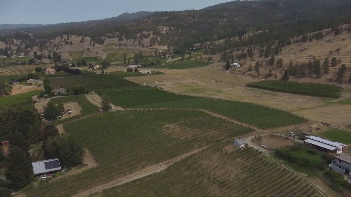Trump alcohol ban may have limited impact on B.C. wine industry; brewers say aluminum costs a bigger concern