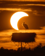 Lançamento do Roman e eclipse solar nas Imagens Astronômicas da Semana