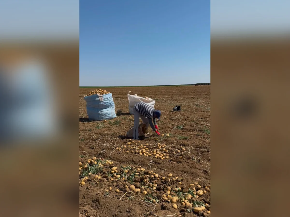 Mais de 200 trabalhadores são resgatados de trabalho escravo em MG