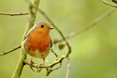 A robin perched on a branch in the Bois de Vincennes in Paris, France. The European robin is one of the most endearing and easily observed birds. They can be very bold, it often accompanies the gardener, keeping a lookout for small worms exposed while the soil is being turned
