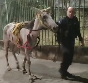 Cavalo é resgatado após ser encontrado ferido e sendo usado para transportar entulho no Rio