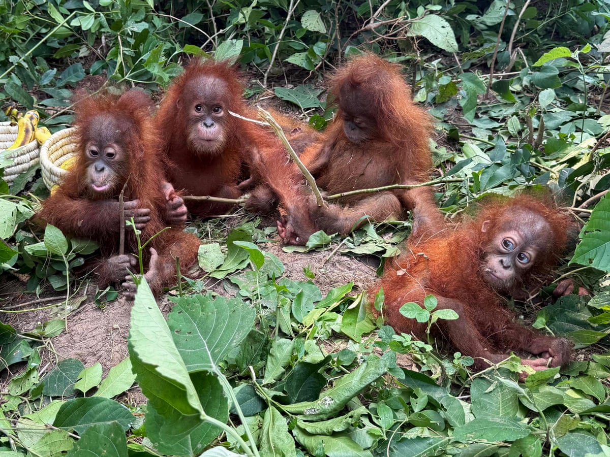Bebês de orangotango encontrados na floresta na Índia desencadeiam investigação sobre tráfico