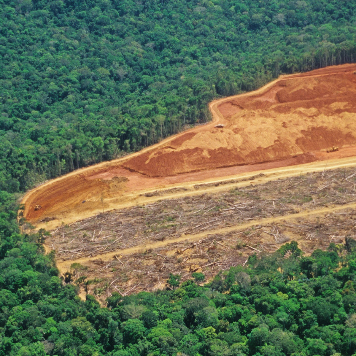 A ONU alerta para uma 'janela estreita' para restaurar as florestas do mundo
